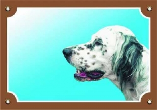 Barevná cedulka Pozor pes Anglický setr bílý