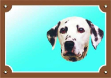 Barevná cedulka Pozor pes Dalmatin