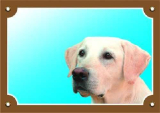 Barevná cedulka Pozor pes Labrador světlý