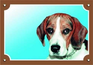Barevná cedulka Pozor pes Beagle