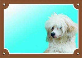 Barevná cedulka Pozor pes Čínský chocholatý pes