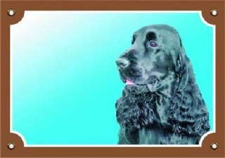 Barevná cedulka Pozor pes Anglický kokr černý